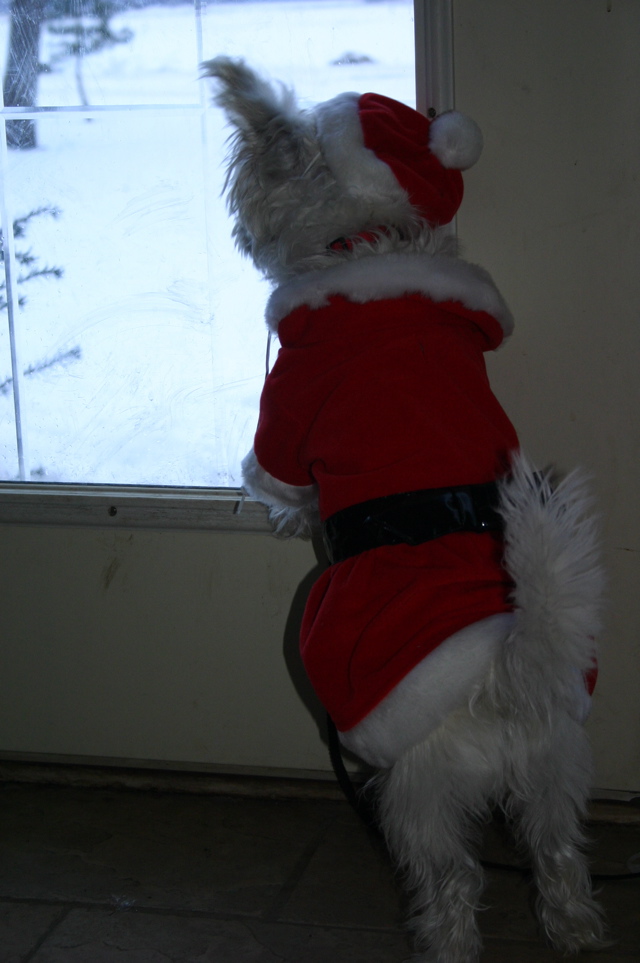 santa-paws.JPG